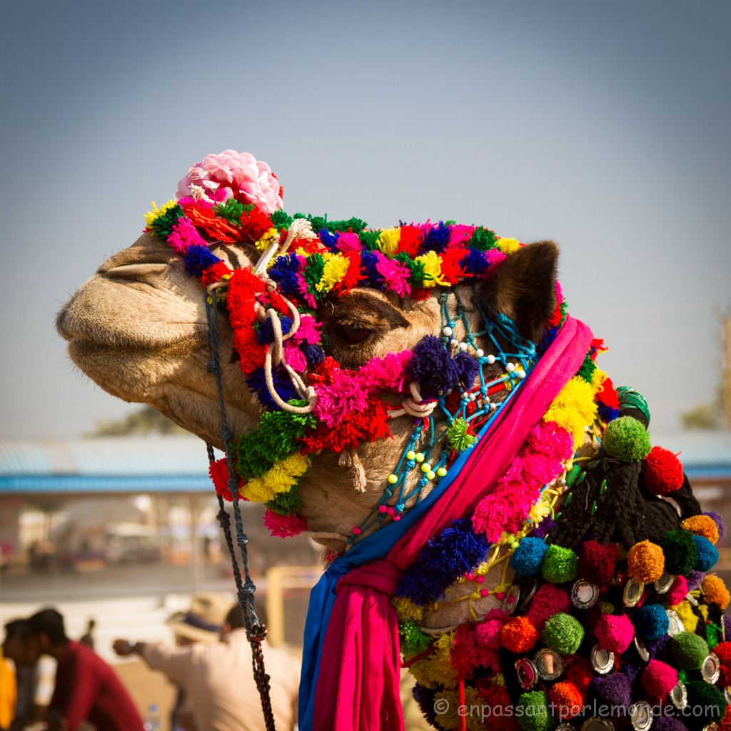 Pushkar, camel 1