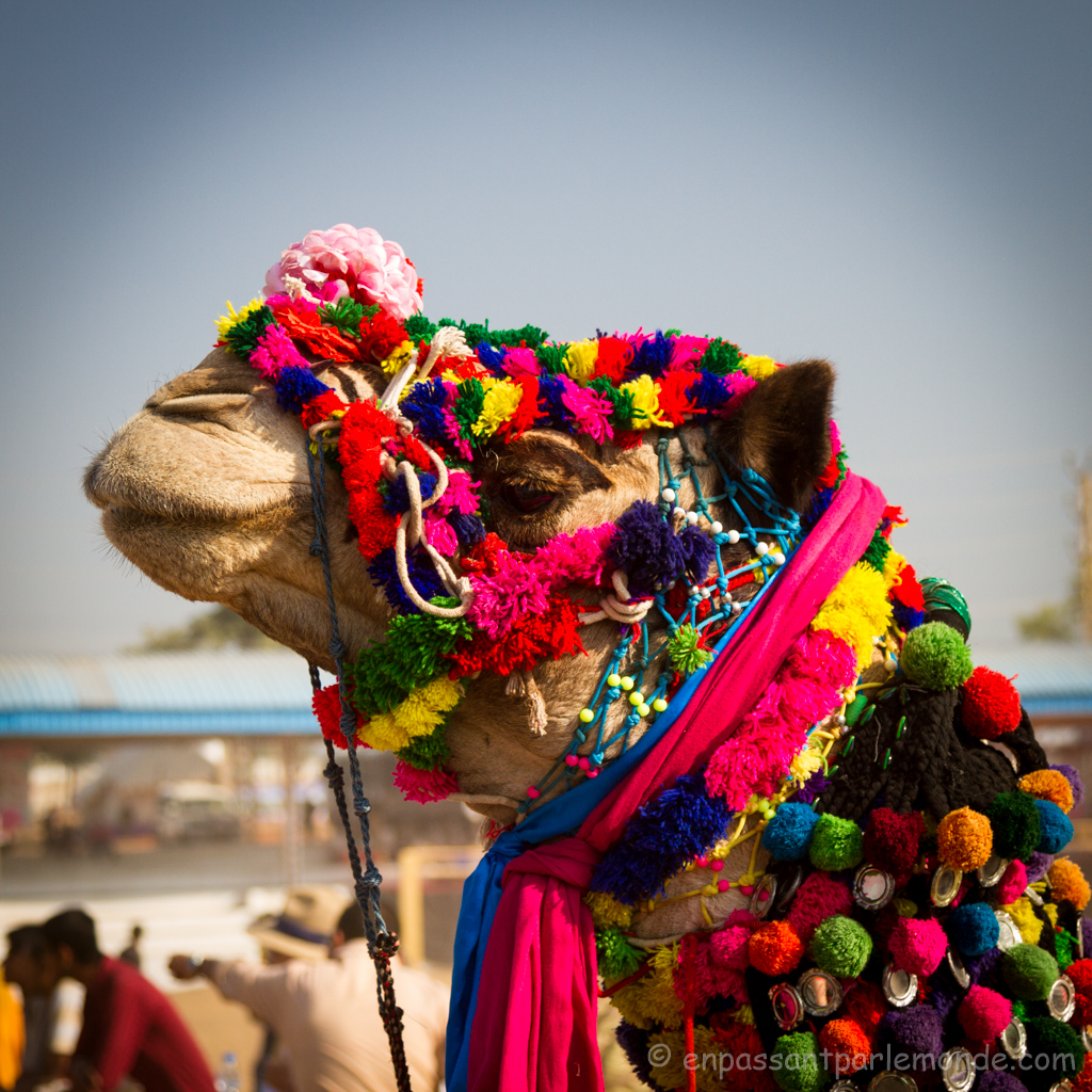 Pushkar, camel 1